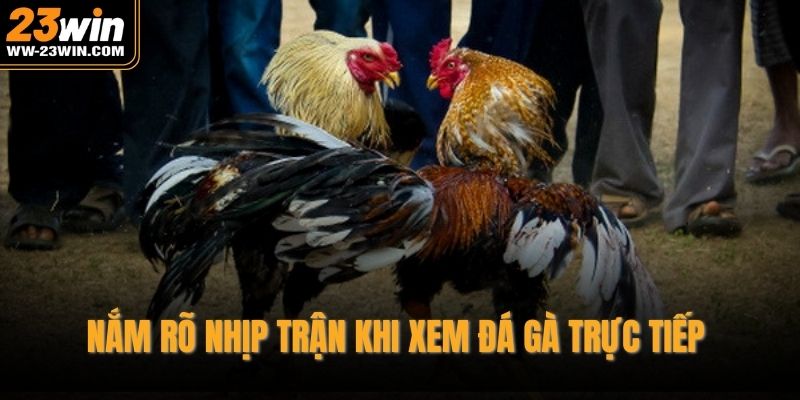 Nắm rõ nhịp trận khi xem đá gà trực tiếp